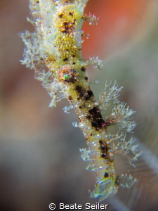 Weedy ghost pipefish by Beate Seiler 